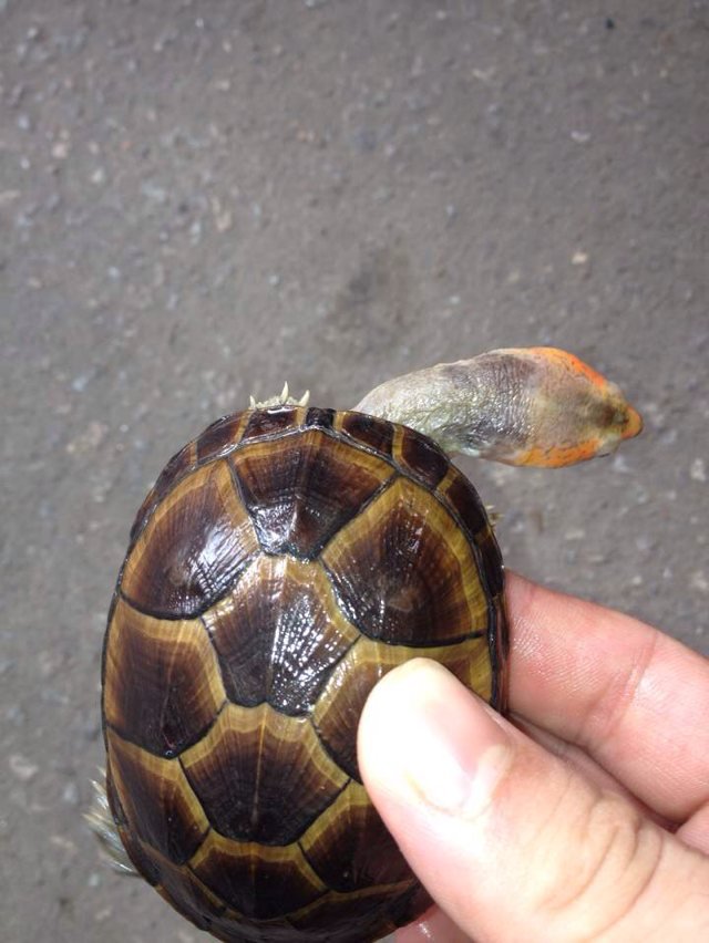 供应红面蛋龟6公分左右