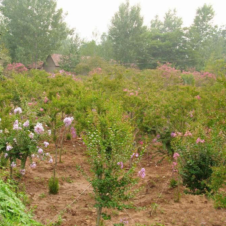 大量供應 丁香小苗 叢生紫丁香花 庭院綠籬美化植物貨源充足