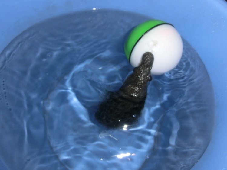 海狸鼠电动玩具 海狸球 水老鼠玩具 会游泳顶球 海豚电动戏球批发图片