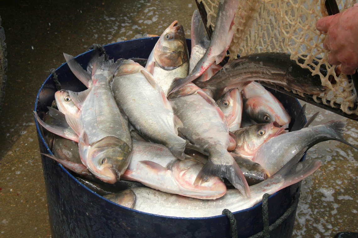 專業供應 優質野生鰱魚 湖南本土鮮活鰱魚 肉質鮮美