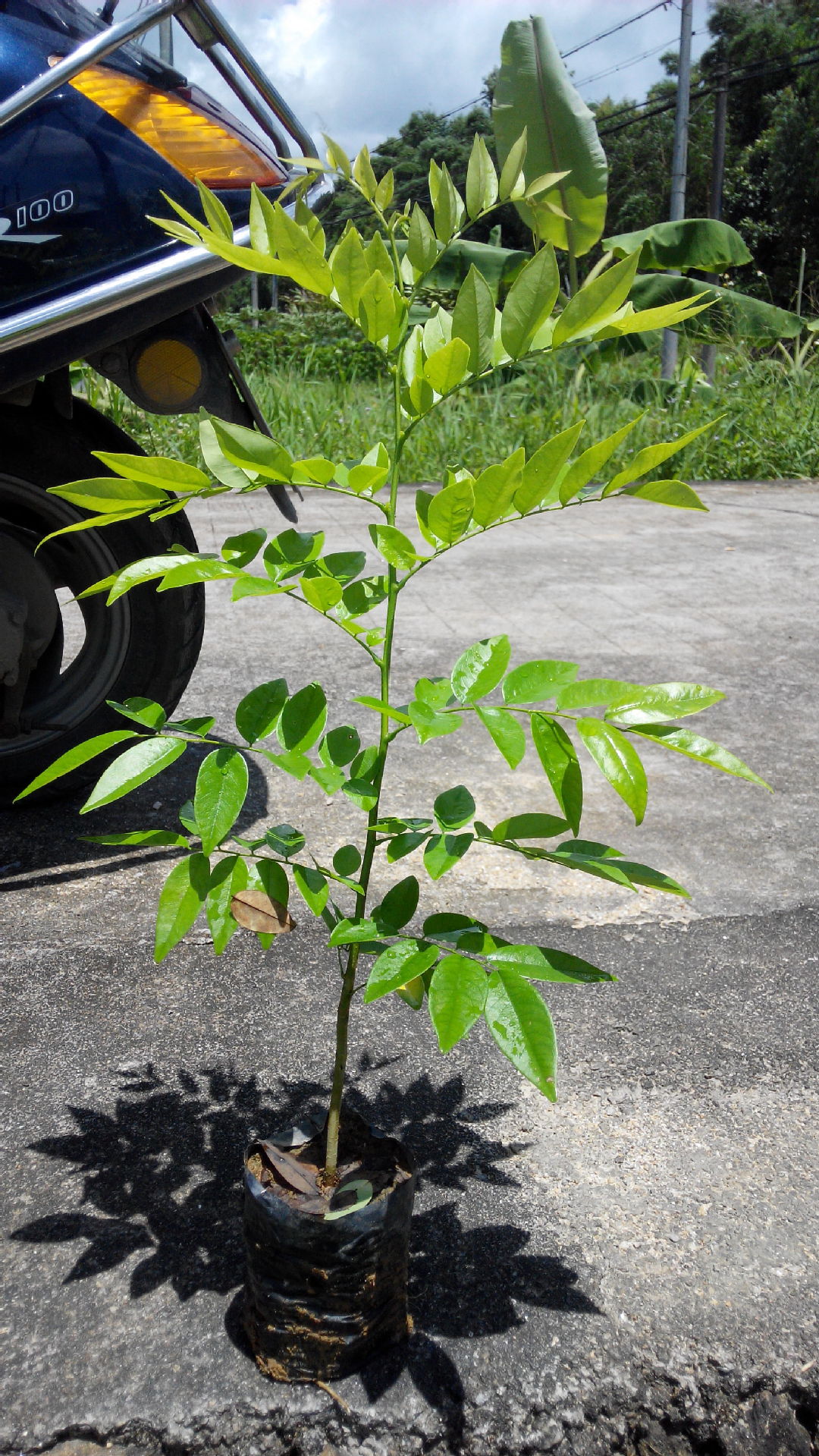 2014年海南黄花梨树苗开始上市