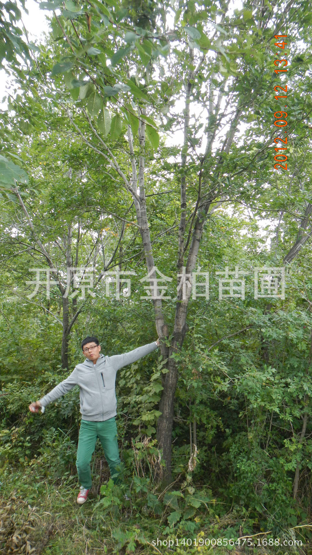 山西辽东栎苗木,辽东栎苗,辽东栎杯苗(第13页)_大山谷图库