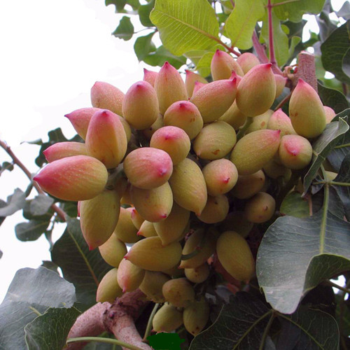 公司介绍_温宿县朱会萍干果店