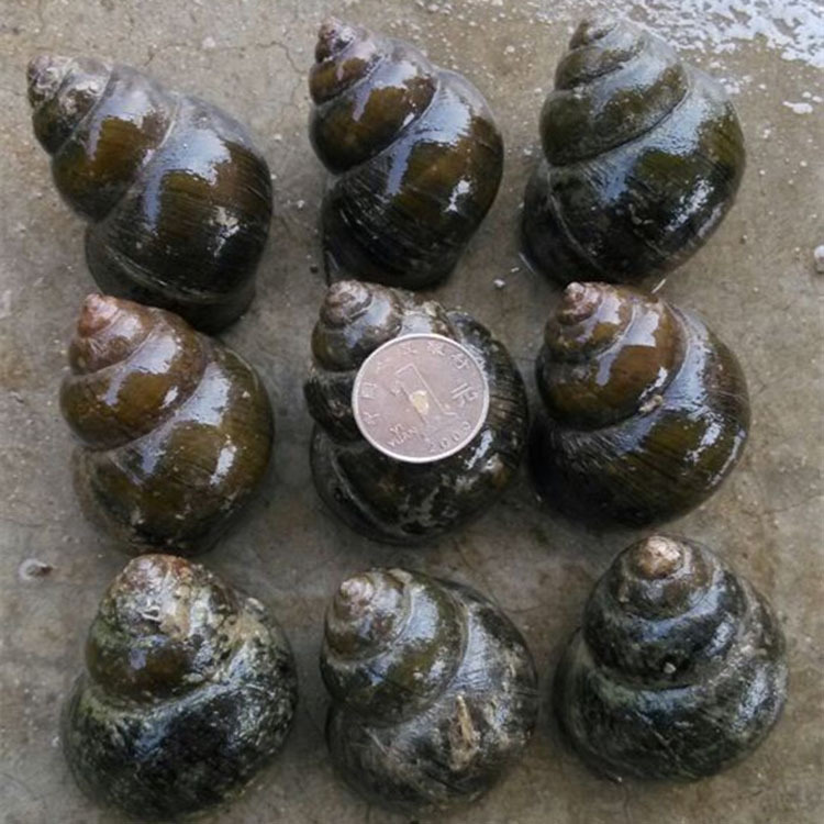 海鲜水产产地直销 野生鲜活大田螺 新鲜贝类水产 田螺蛳 发顺丰