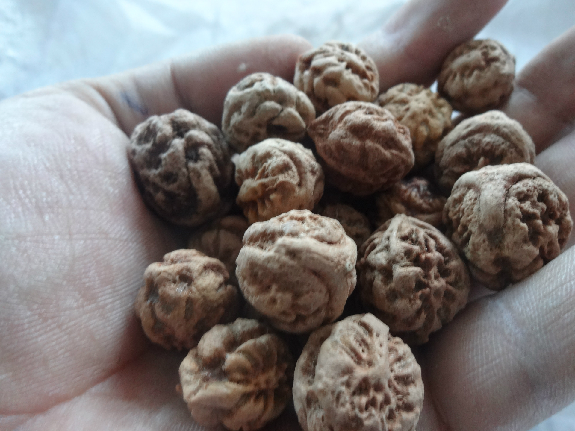 麒麟眼菩提 龙眼菩提原籽 原生态麒麟眼 龙眼佛珠菩提籽工艺品