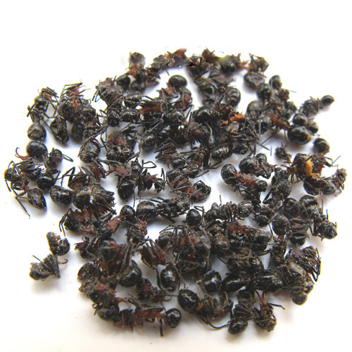 黑蚂蚁(别名:拟黑多刺蚁,鼎突多刺蚁,双齿多刺蚁)是经卫生部批准的