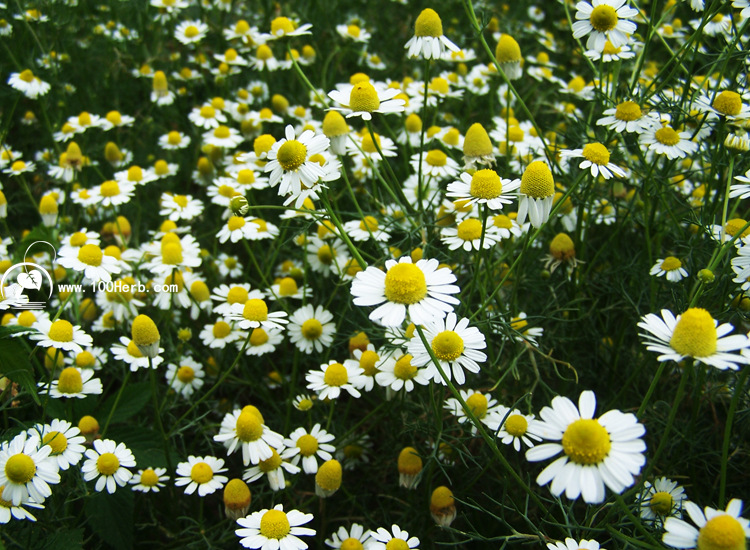 低價優質天然德國洋甘菊乾花草茶批發 14年新品 美白祛黑眼圈