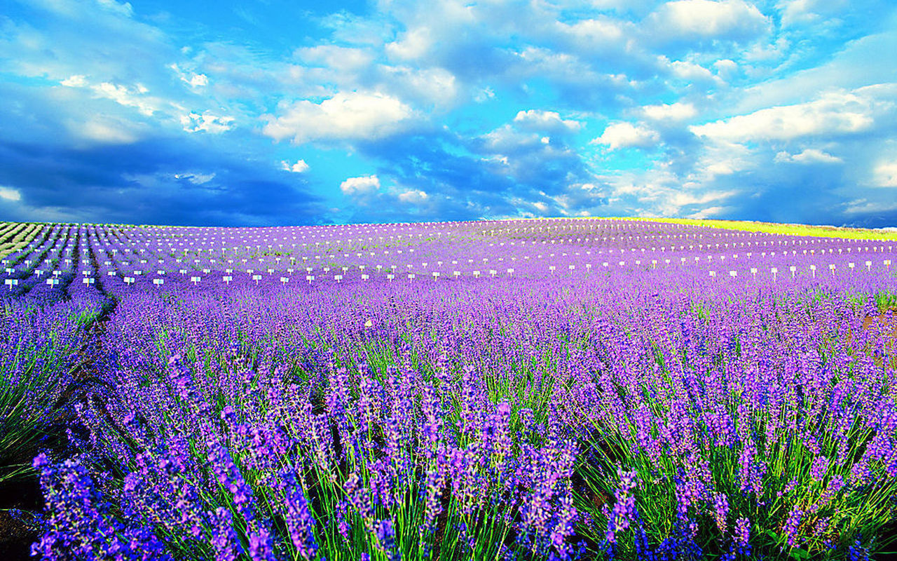 华通style薰衣草精油高仿真花薰衣草外贸原单量大从优淘宝爆款