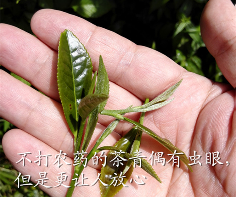 虫眼茶图片