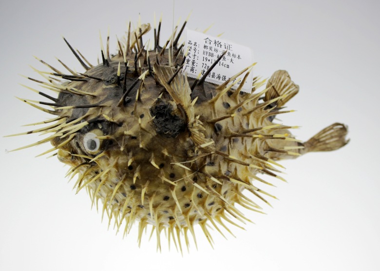 椰贝坊天然海洋刺鱼标本 挂饰标本12