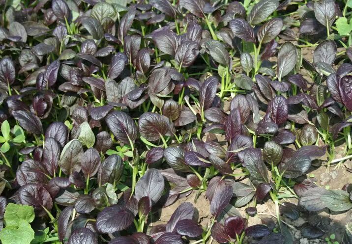 我要发芽蔬菜种子紫金油菜种子紫油菜上海青风味鲜美20粒包