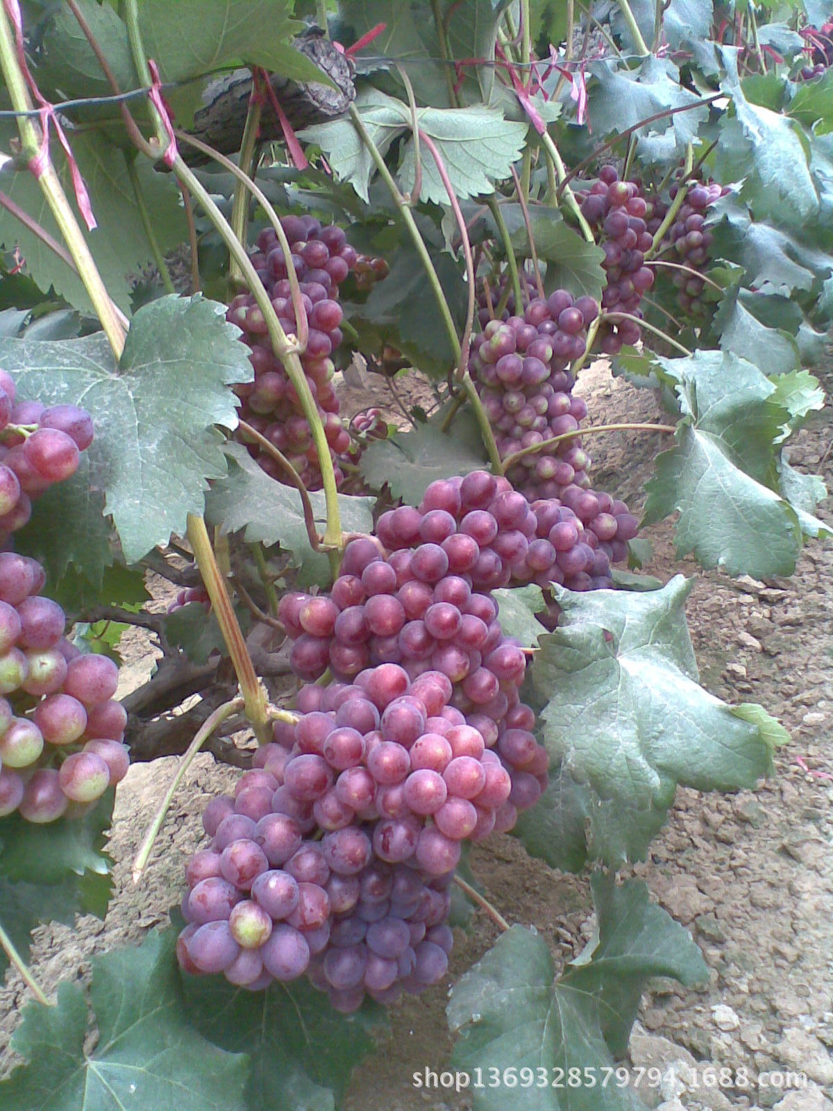 供应农业部标准温棚葡萄京川108绯红夏黑