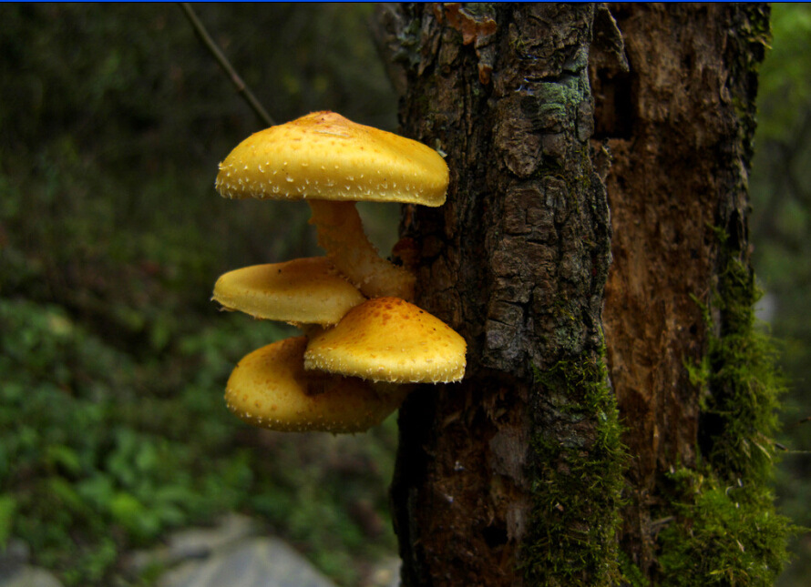 农业 食用菌 蘑菇 > 朝鲜小菇-----冠军菜单店月销量突破1000份通过