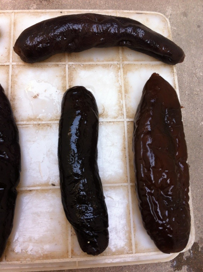 去皮茄参 无皮无泥无牙无肠 淡干海参 泡制方便 营养丰富