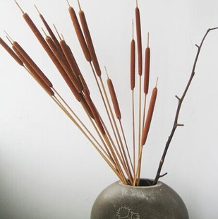 蒲棒 水蜡烛干花自然风干仿真家居摆设花艺装饰插花落地客厅 古朵
