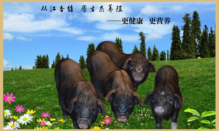 正宗从江香猪价格优惠 绿色食品 优质原生态猪肉批发-白条大猪