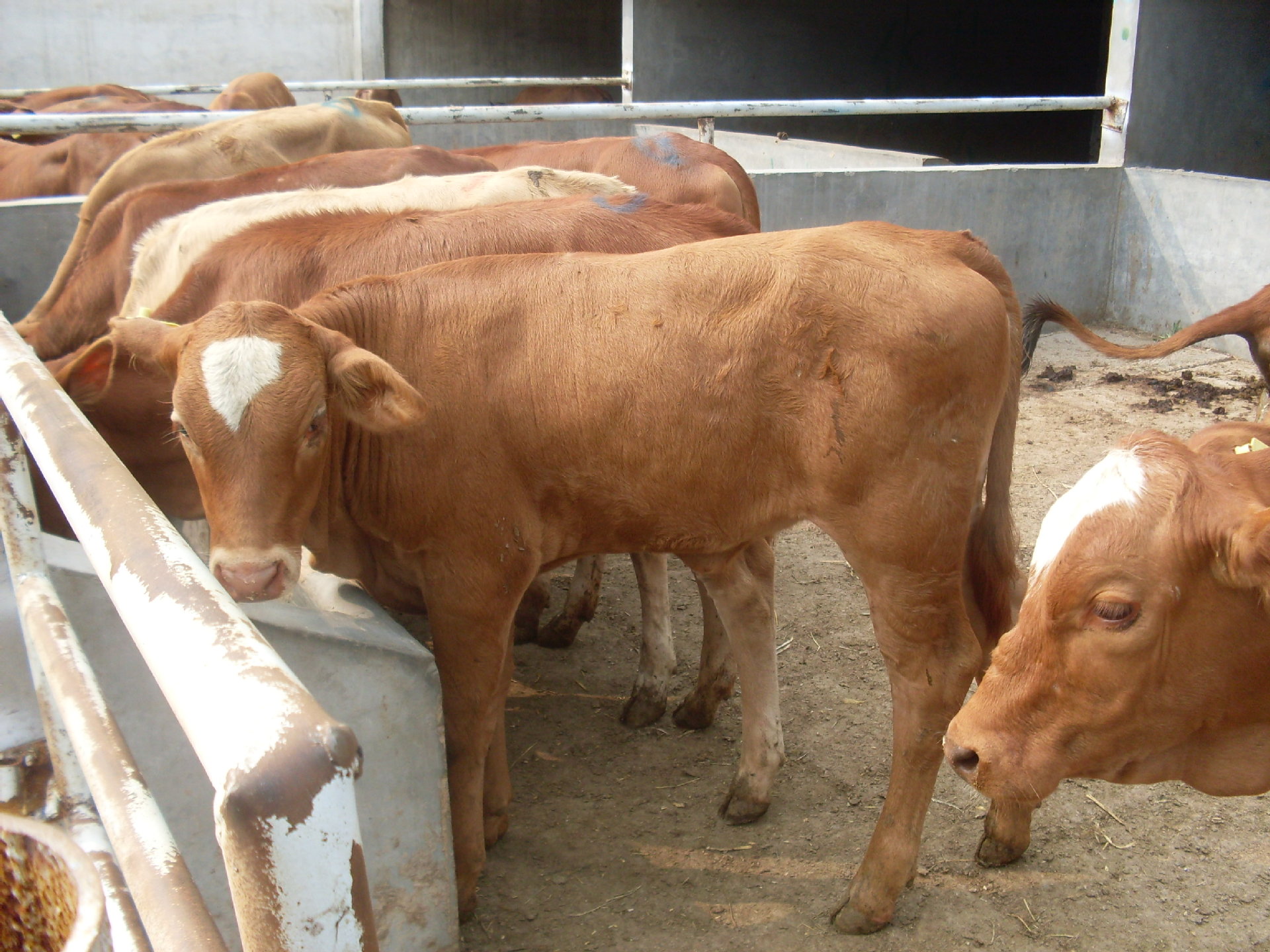 鲁西南最大肉牛养殖繁育基地,专业养殖技术