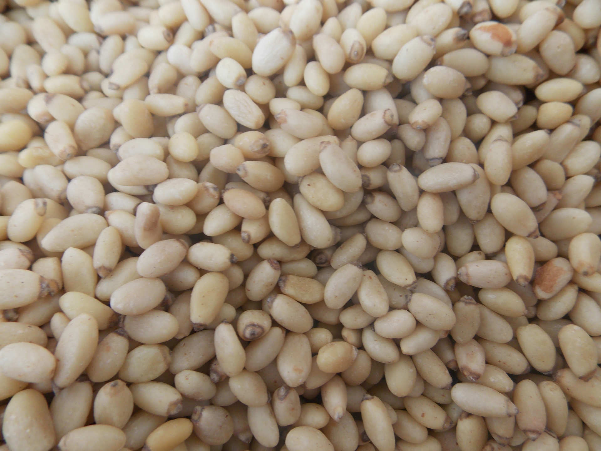 产家一手优售大量新鲜云南松子仁