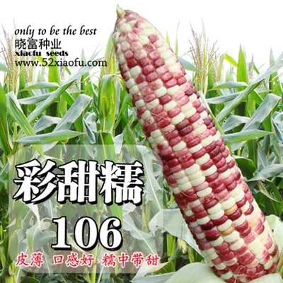 批发玉米种子彩色玉米彩甜糯106春秋专用品种 彩甜糯玉米晓富种业