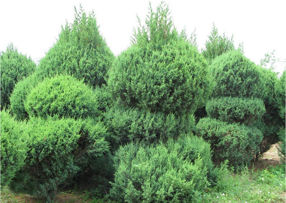 圆柏苗,侧柏圆柏,圆柏和塔柏_大山谷图库