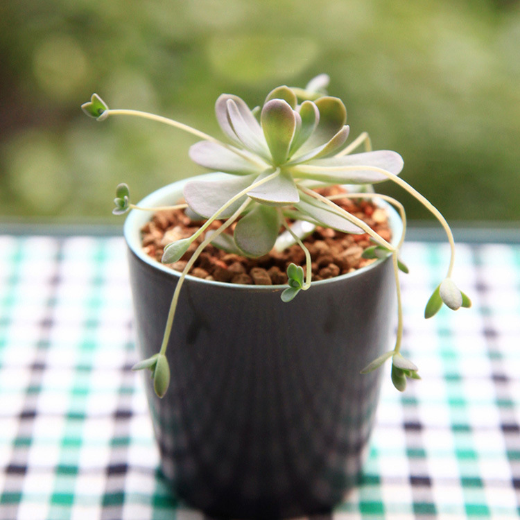 多肉植物【子持年华】莲华白蔓莲多头有侧芽 迷你肉肉植物盆栽