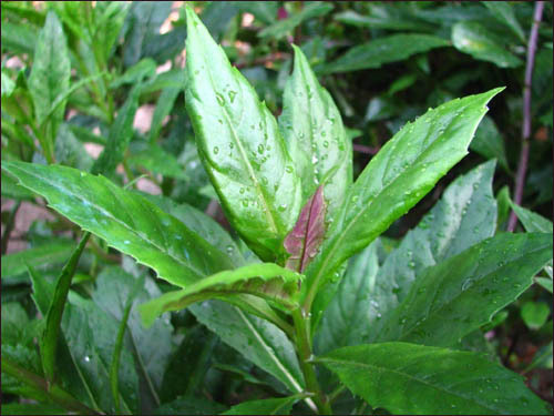 厦门批发零售 常年供应 红军菜 野菜 白贝 紫背天葵 营养美味