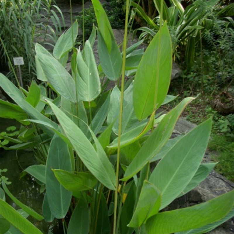 供应再力花工程苗批发