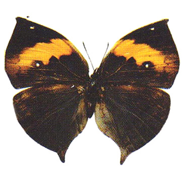 枯叶蛱蝶标本蝴蝶标本生物教学用品