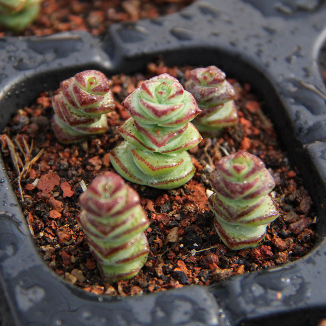 漳州多肉植物批发 叠叶草多肉植物苗 肉肉植物 重扇 小盆栽花卉