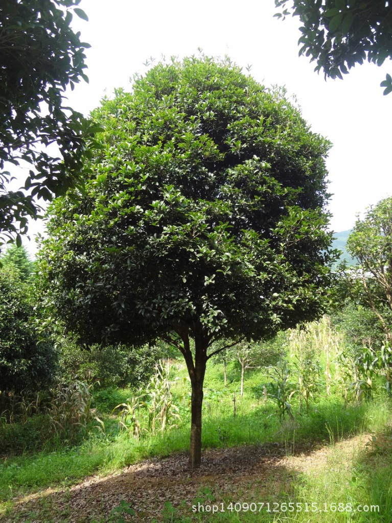 桂花树10年可以长多大的简单介绍