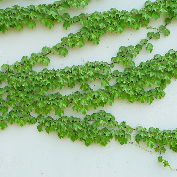 【轩辕社苗木】爬藤植物 不落叶爬山虎 一年四季常青 自产自销