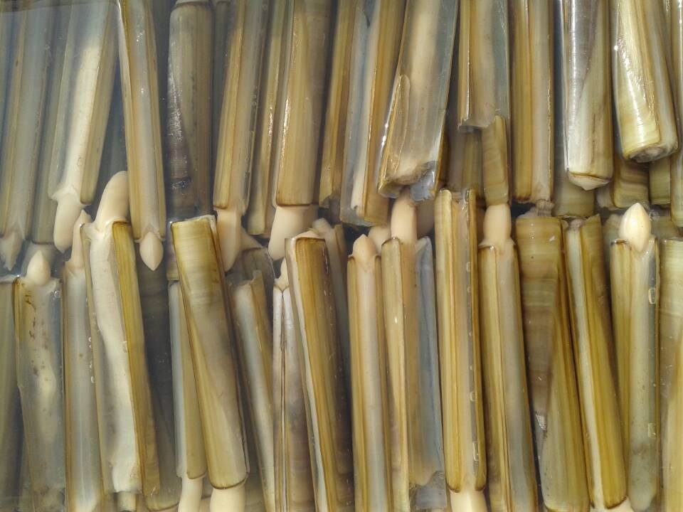 大量批发供应鲜活竹蛏 天然优质美味竹蛏 原汁原味鲜美绝伦
