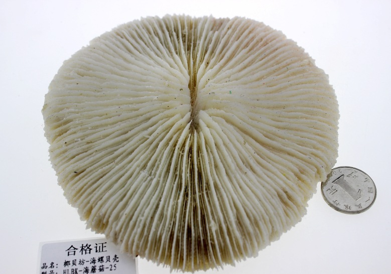 厂家直批 纯天然海螺贝壳批发 贝壳工艺品批发 收藏螺 海蘑菇