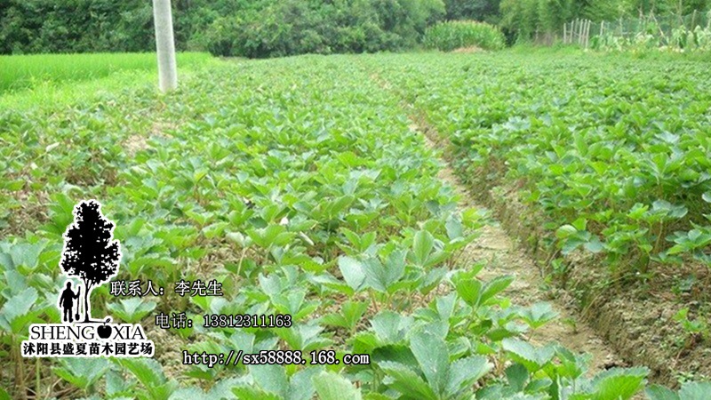 大量供應四季果樹苗牛奶草莓苗奶油草莓草莓苗批發草莓苗