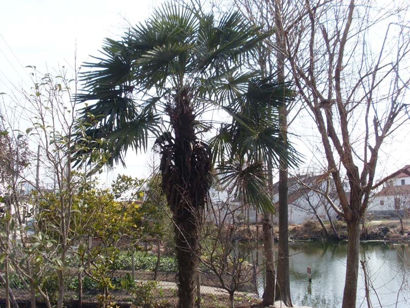 【网商故事随手拍】 29 扇子树  爱妮依人