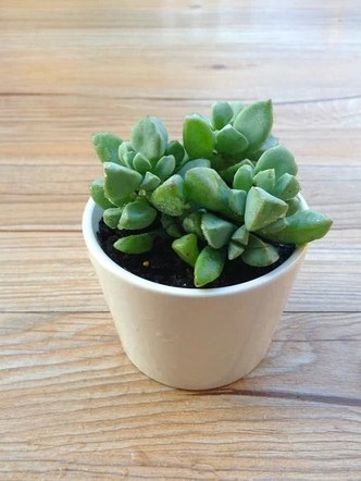 多肉植物【白凤菊】办公室内迷你盆栽 不带盆发货