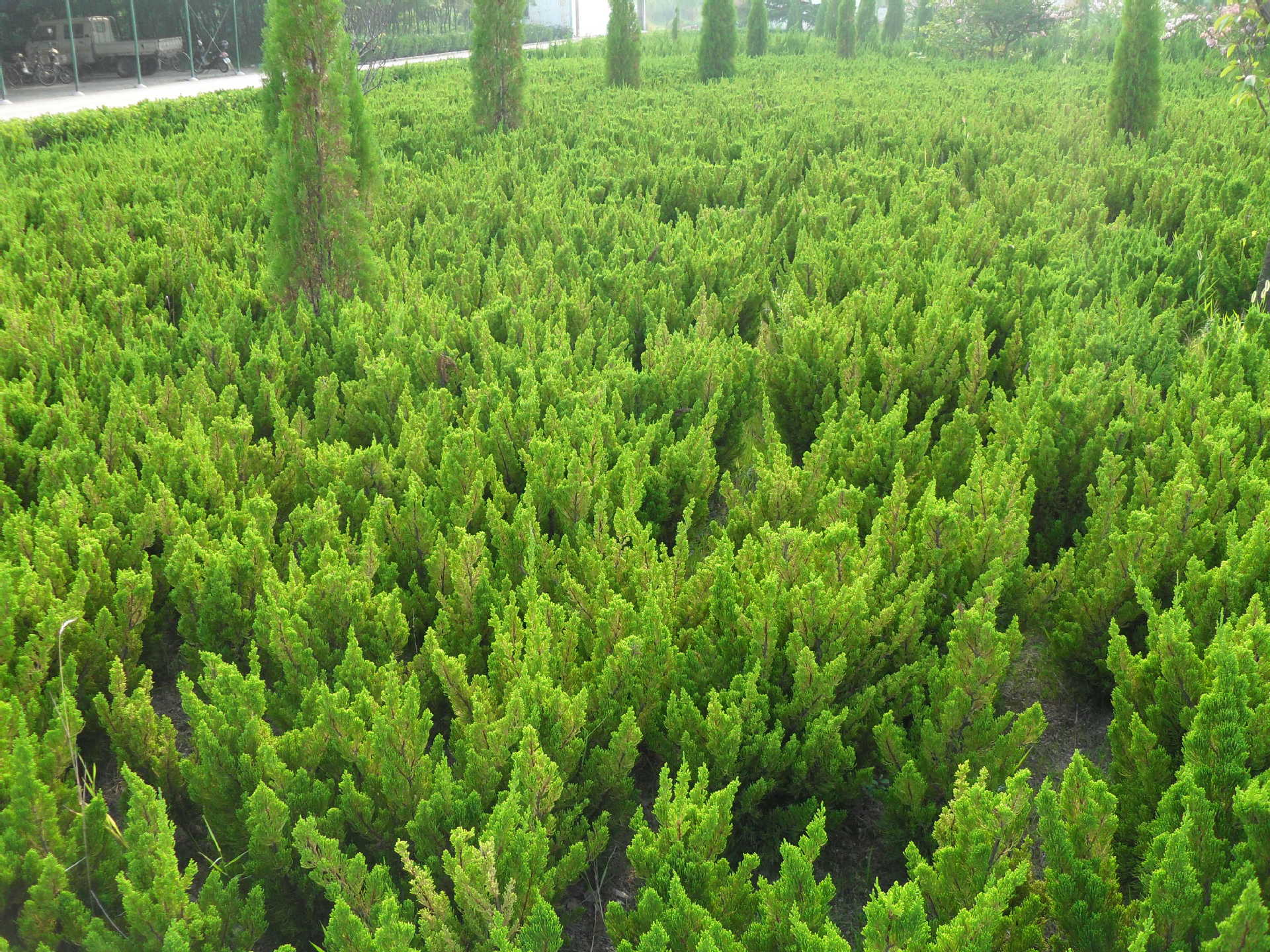 批发龙柏球 龙柏球型 龙柏小苗 龙柏树苗 庭院绿化规格 基地直销