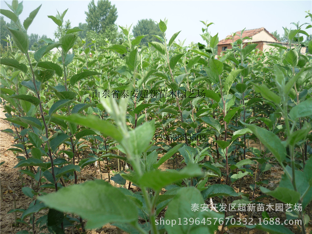 现货批发国光苹果苗 矮化品种果树苗 建园用苹果苗木 适应性强