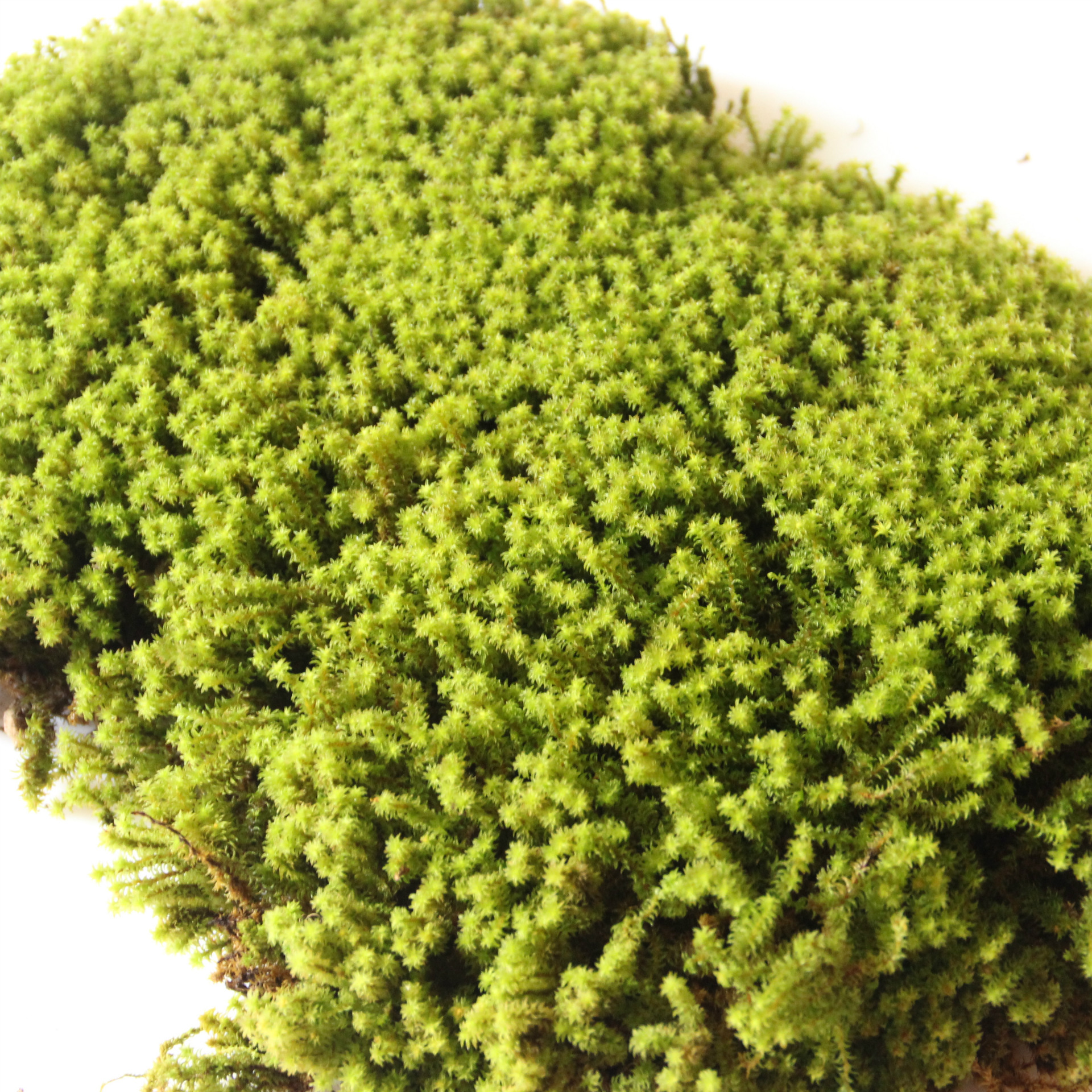 羊毛蘚 星星蘚 蓮花蘚 小白髮蘚 朵朵蘚 15*8cm 微景觀苔蘚批發