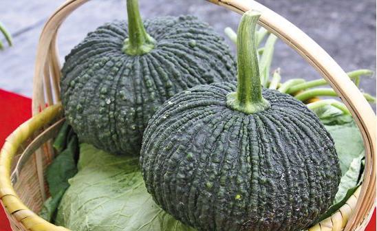 2016年春播——泰国鳄鱼南瓜