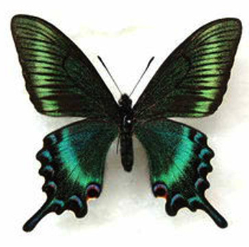 绿带翠凤蝶标本蝴蝶标本生物教学用品