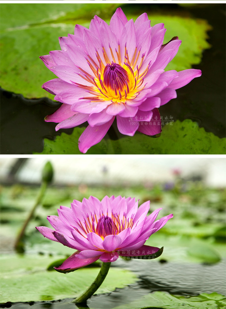 九品香水蓮花 基地直銷 臺灣純正品種 鮮切花 可泡茶 食用 禮佛