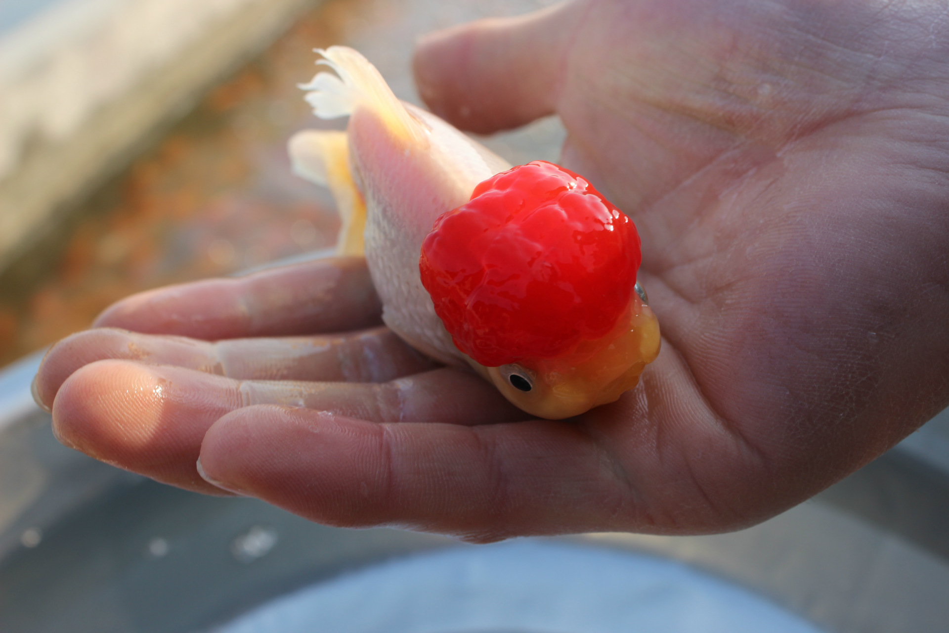 批發 品種優良 代理 魚花訂購 觀賞魚金魚 水族館 加盟 親親