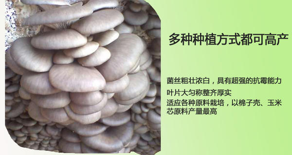 江苏天达平菇菌种简介图片