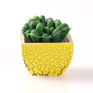 膨胀植物 可增长沙漠树儿童diy自制 益智玩具