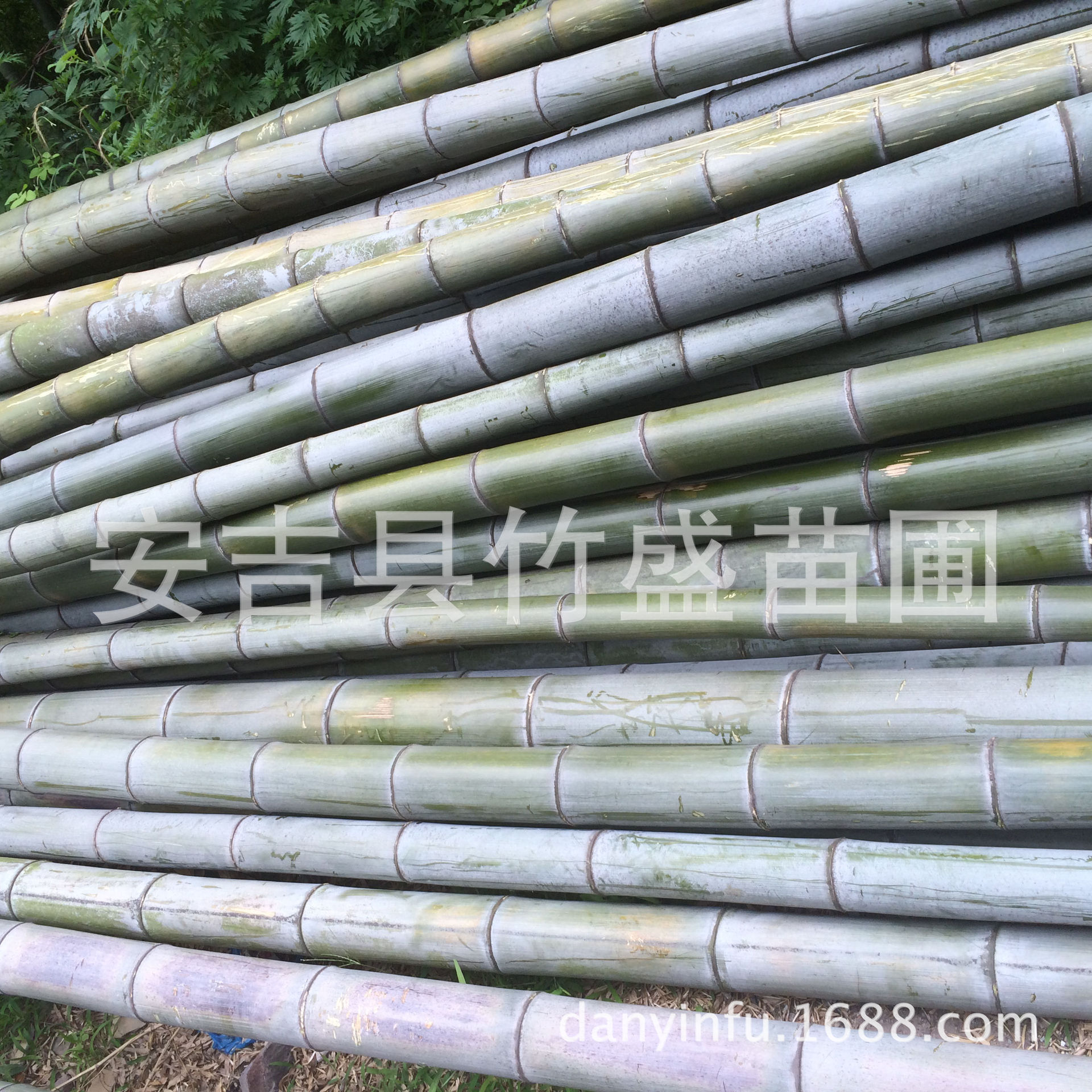 安吉产地直供 六年生 耐用毛竹竿 五到十寸 规格可定制