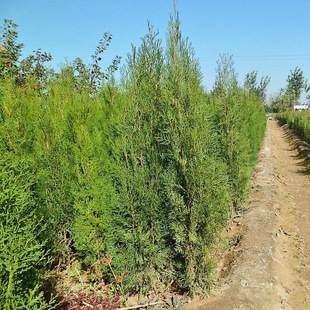 基地直销绿化苗木 江苏快柏苗1米至2米 规格齐全 特价爆款