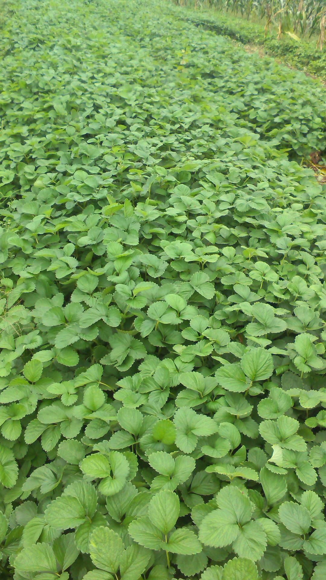 g大棚草莓苗直供 脱毒奶油草莓小苗 当年结果 丰产果大 多品种