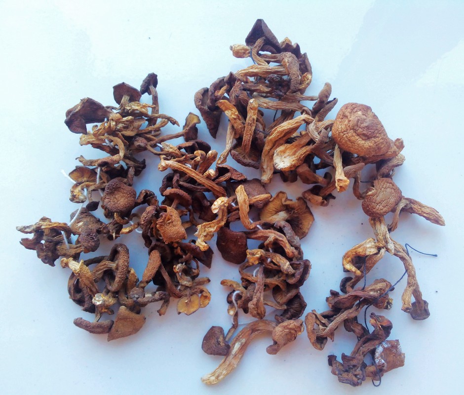 野生毛尖蘑 黄金蘑 500克/袋 黑龙江省大兴安岭森林特产