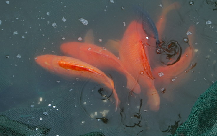 江西水产品生态淡水鱼 三红荷包兴国玻璃鲤鱼